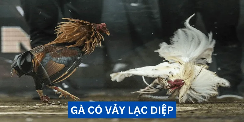 ga-co-vay-lac-diep